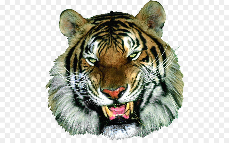 Tigre Que Ruge，Selvagem PNG