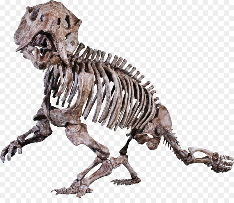 Esqueleto De Urso，Ossos PNG