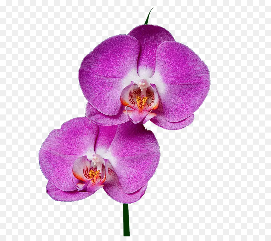 Traça Orquídeas，As Rosas Do Jardim PNG