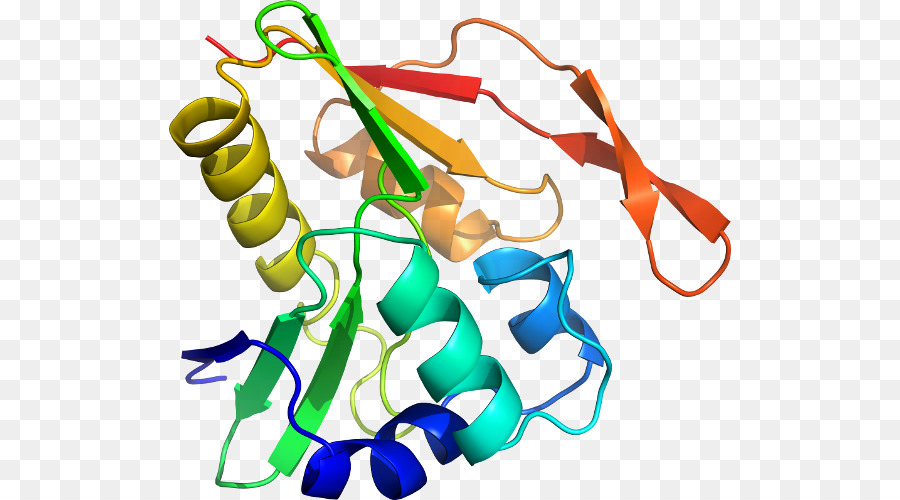 Estrutura Proteica，Biologia PNG