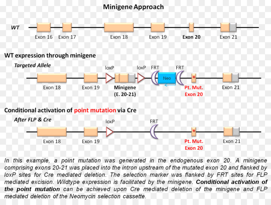 Genes De Segmentação，Minigene PNG