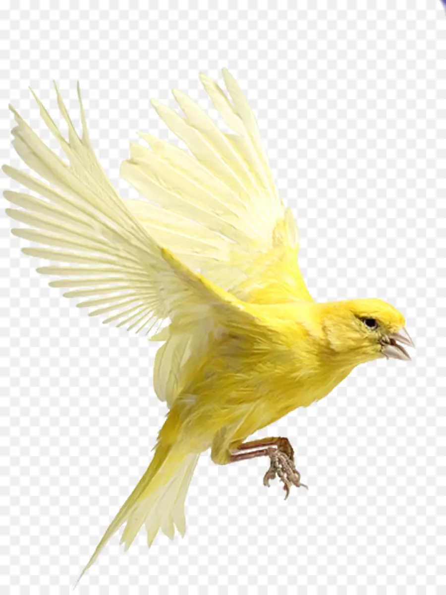 Aves，Tentilhões PNG