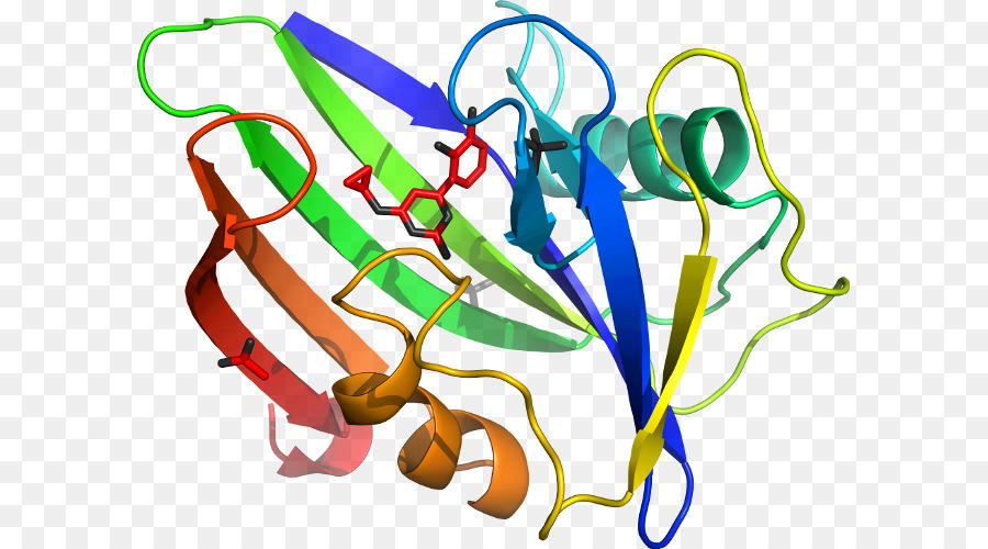 Estrutura Proteica，Biologia PNG