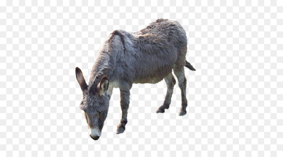 Burro，Fazenda PNG