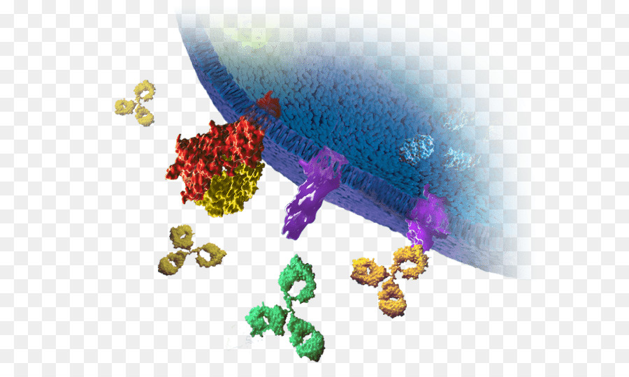 Membrana Celular，Proteínas PNG