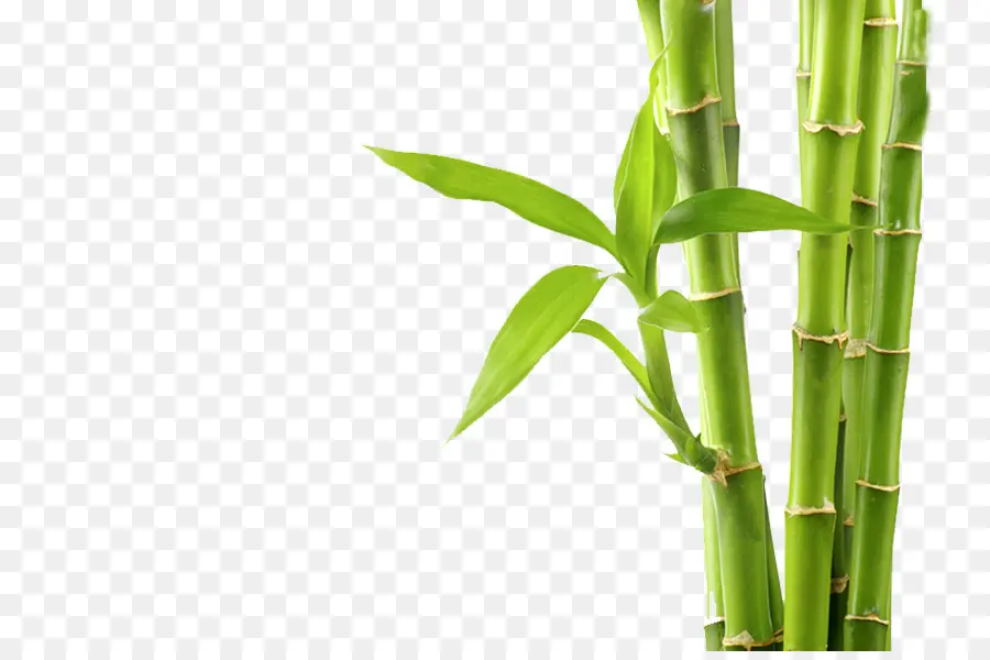 Tropical Woody Bambus，Fotografia De Stock PNG