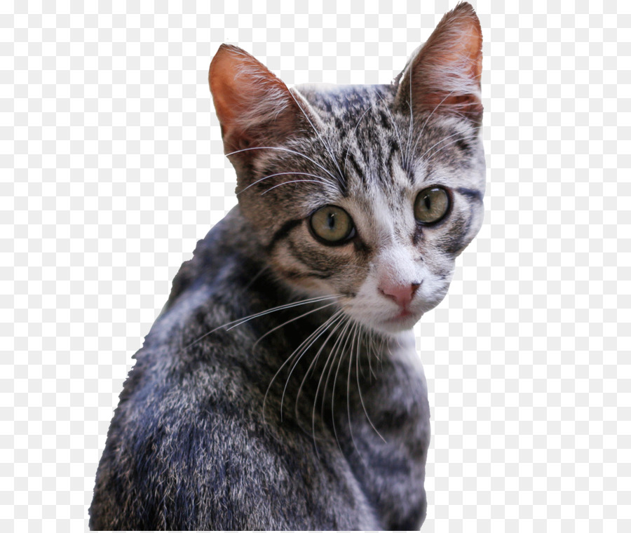 Gatinho，Felidae PNG