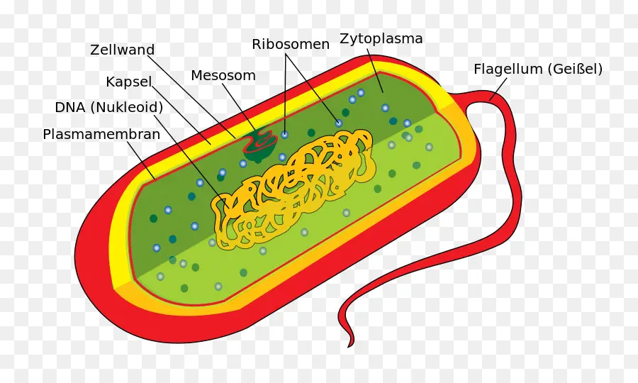 Estrutura Da Célula Bacteriana，Procarioto PNG