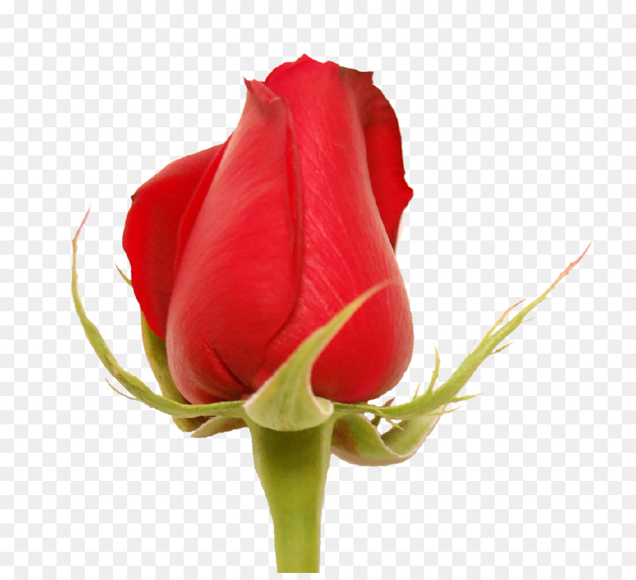 Rosa Vermelha，Florescer PNG