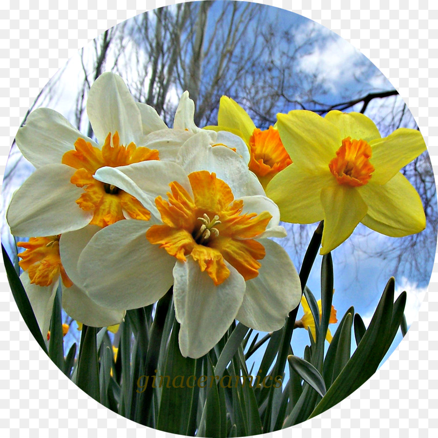 Narcisos，Primavera PNG