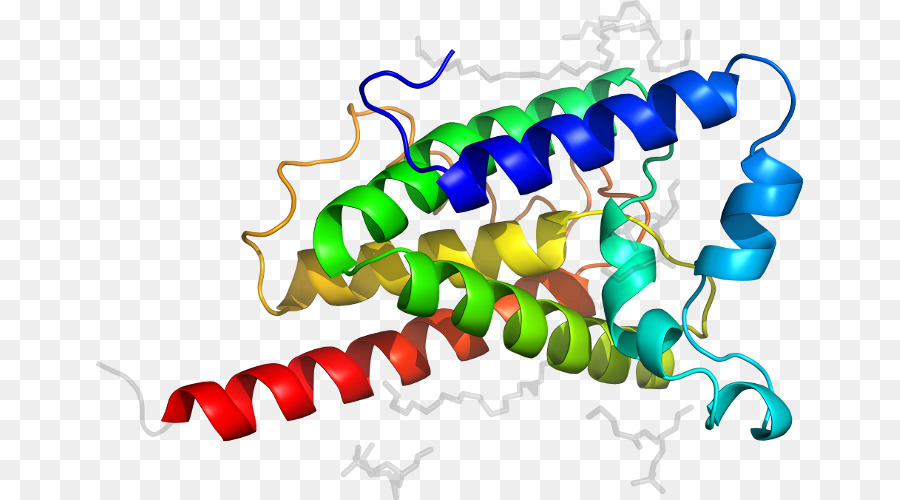 Estrutura Proteica，Biologia PNG