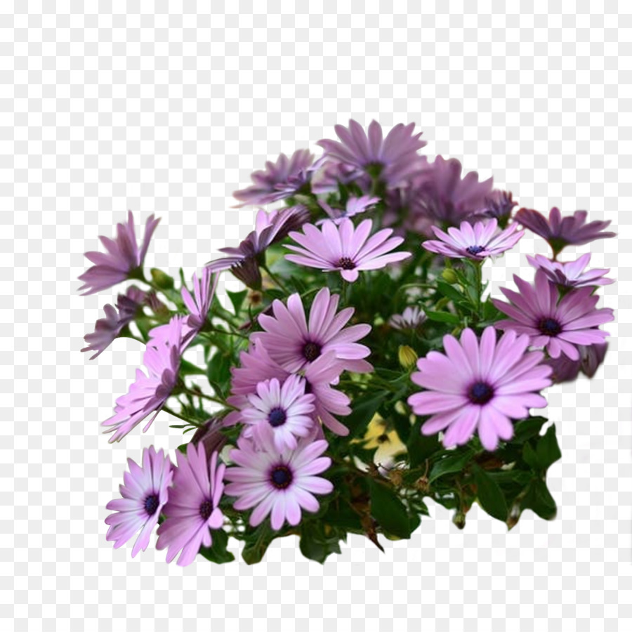 Flores Roxas，Florescer PNG