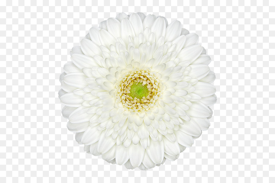 Transvaal Daisy，Crisântemo PNG