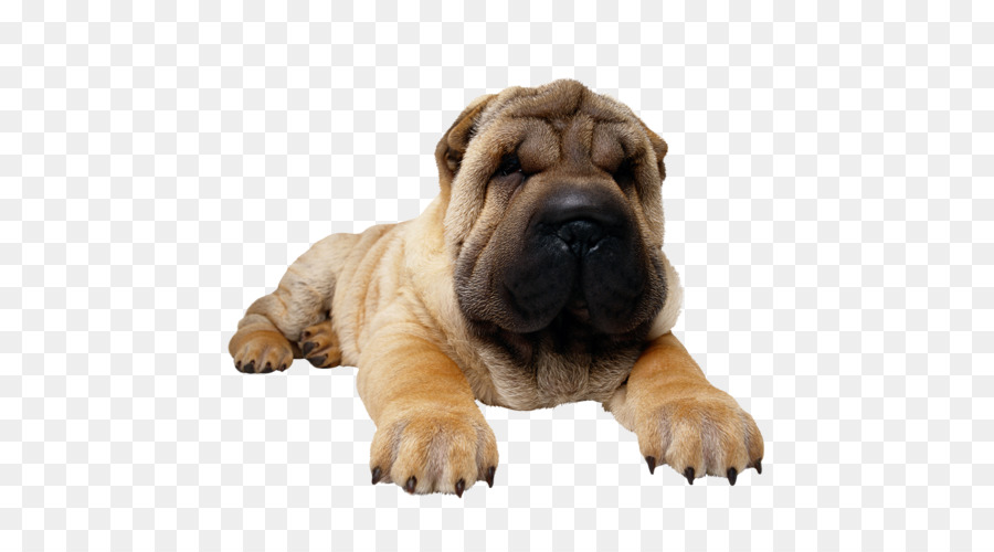 Shar Pei，Filhote De Cachorro PNG