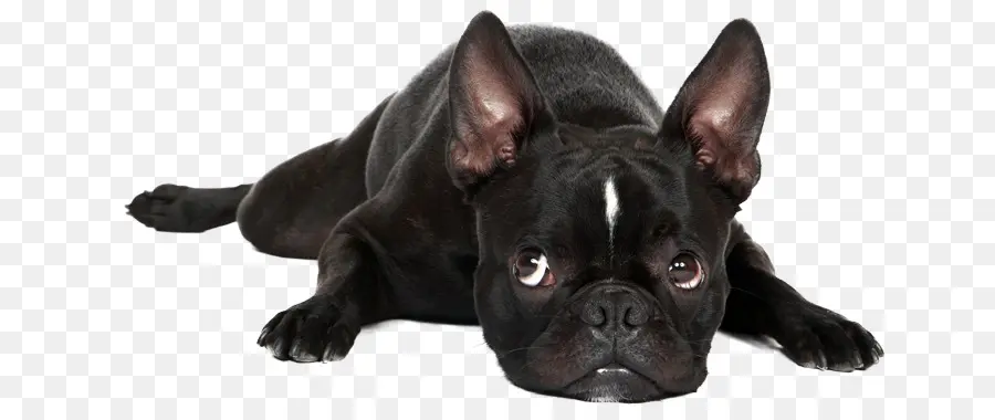 Cachorro Preto，Deitado PNG