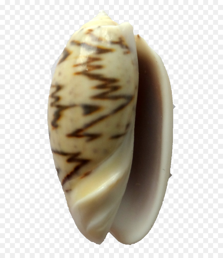 Clam，Seashell PNG