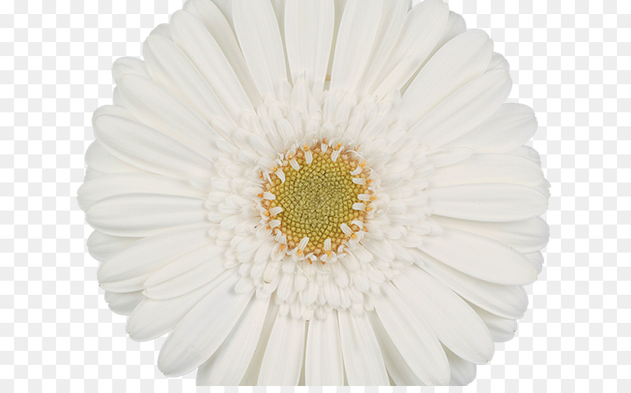 Comum Daisy，Transvaal Daisy PNG