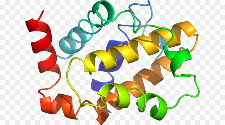 Estrutura Proteica，Biologia PNG