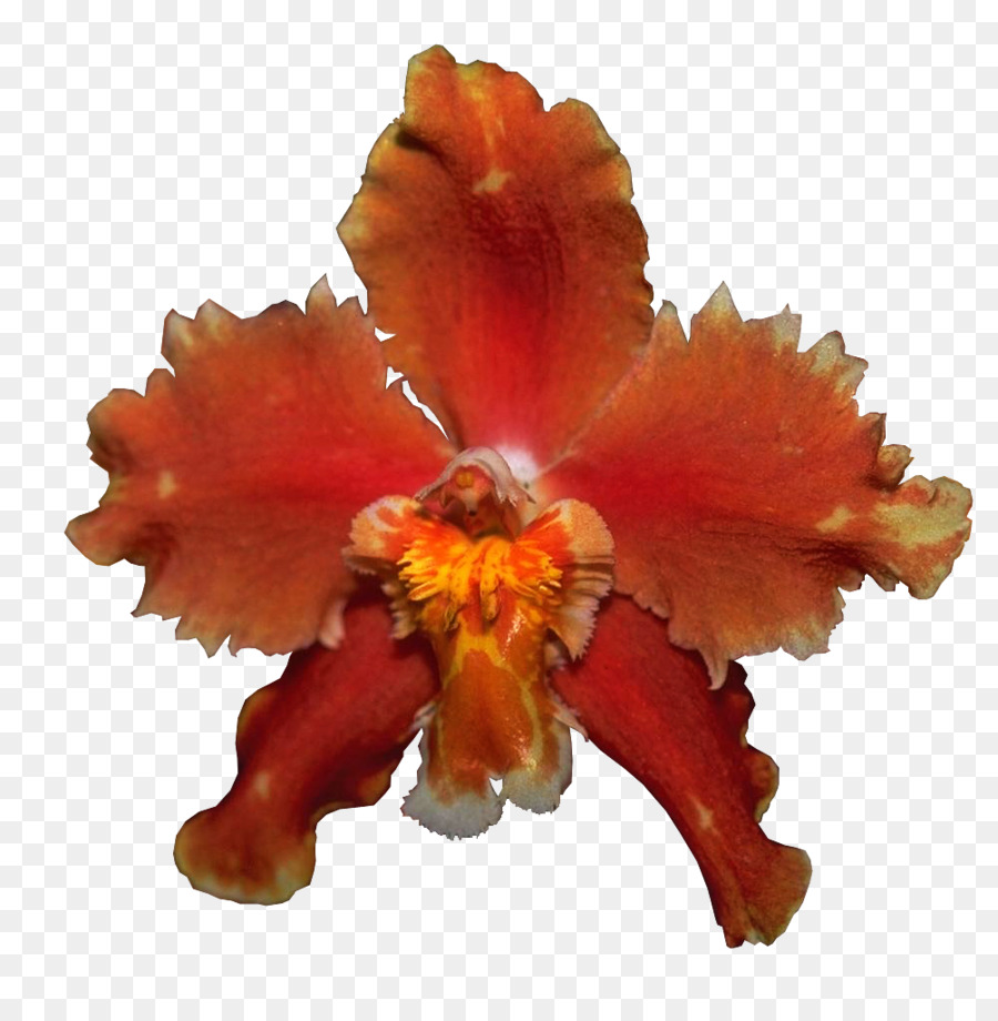 Orquídea Amarela，Pétalas PNG