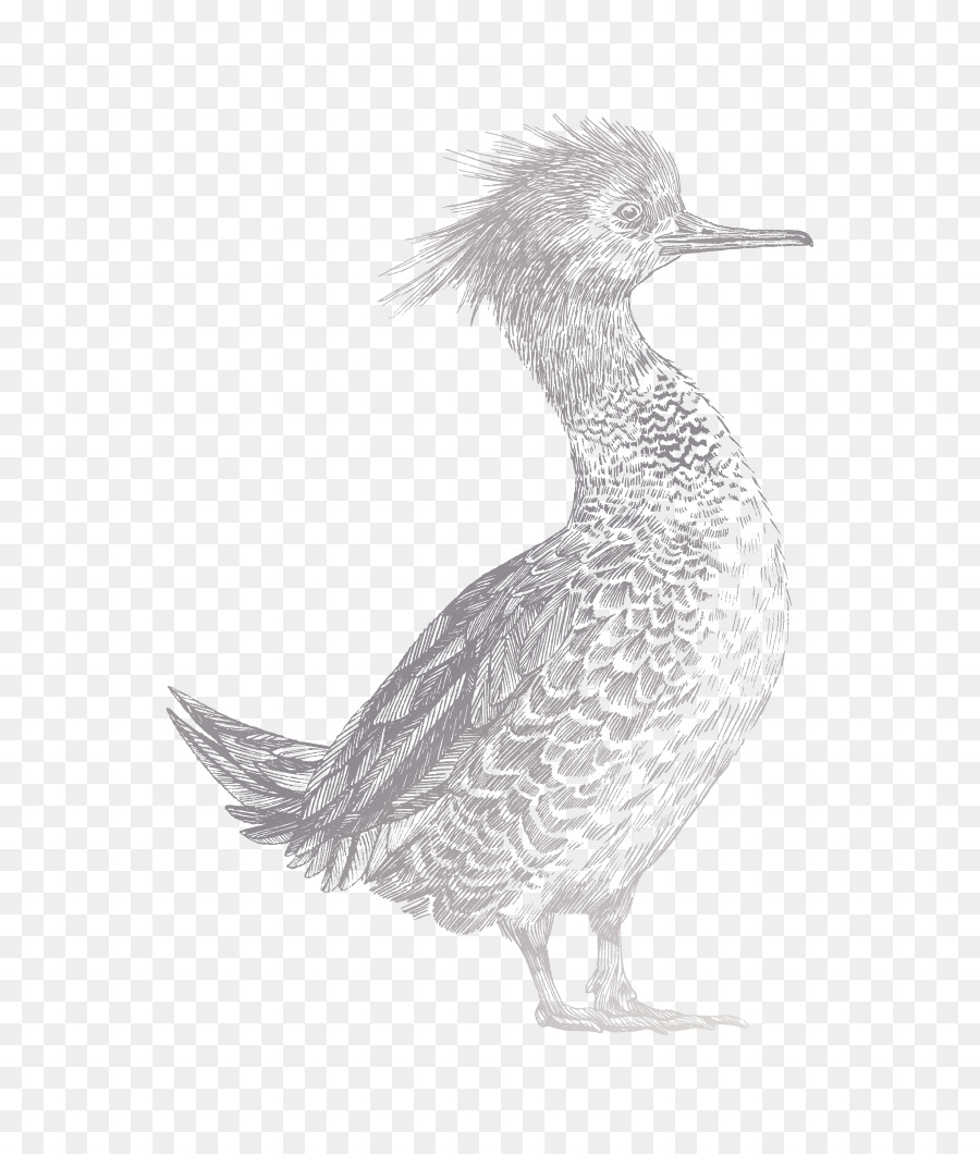 Pato，Ganso PNG