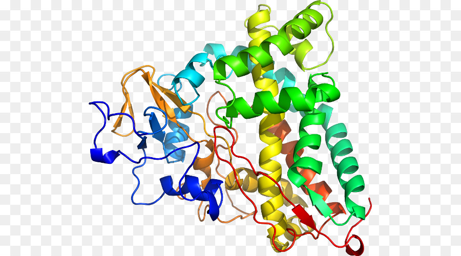 Estrutura Proteica，Biologia PNG