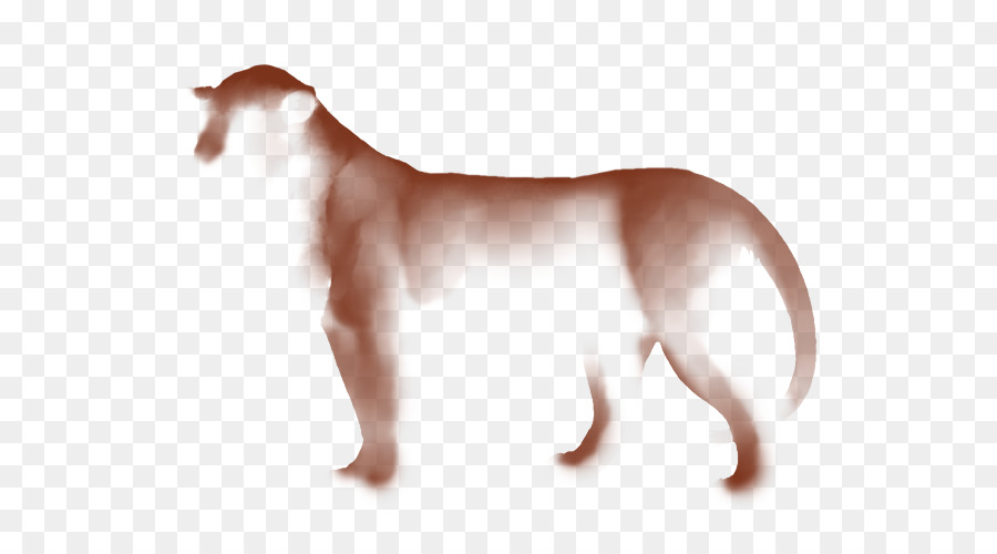 Raça Do Cão，Italian Greyhound PNG