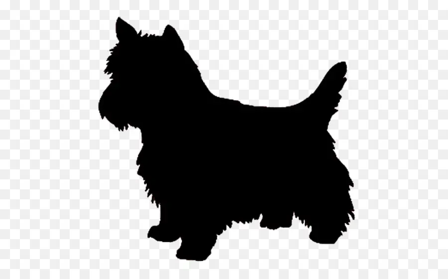 West Highland White Terrier，Yorkshire Terrier PNG