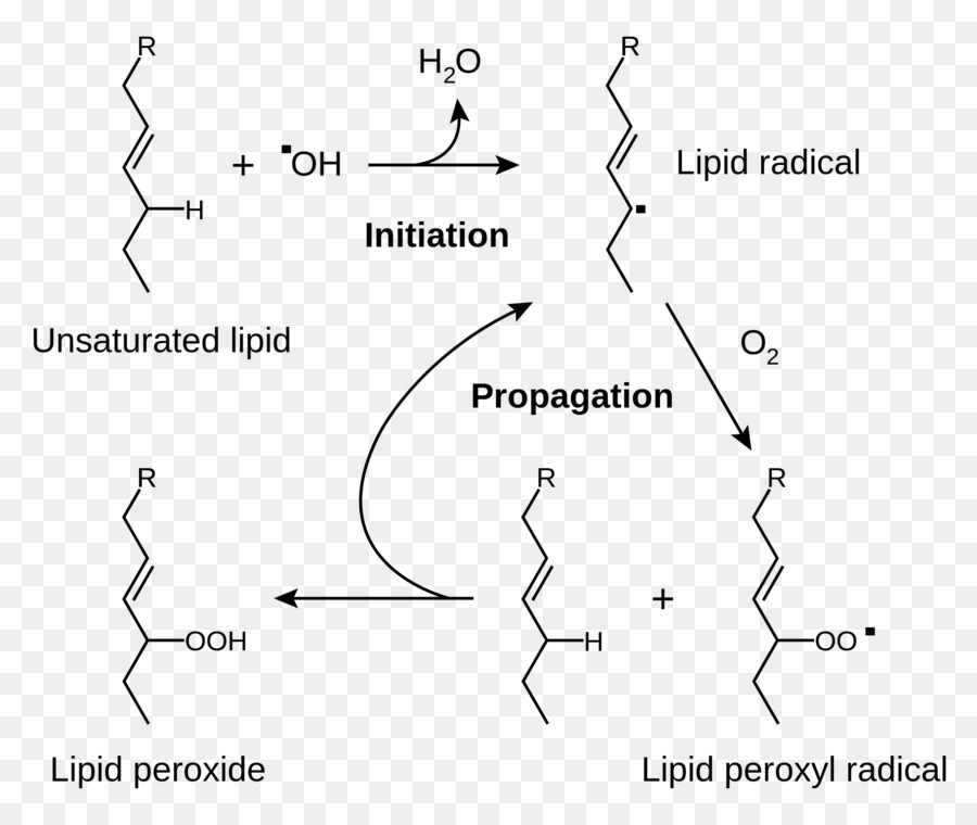 A Peroxidação Lipídica，Lipídios PNG