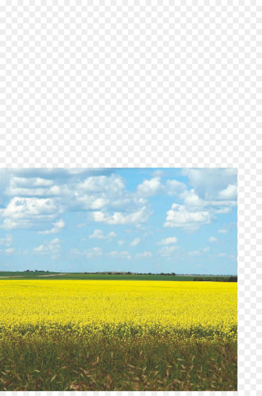 Canola，Prairie PNG