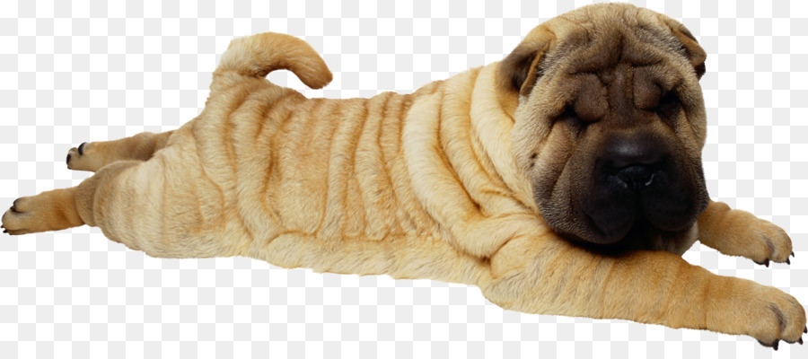 Cachorro Shar Pei，Bicho De Estimação PNG