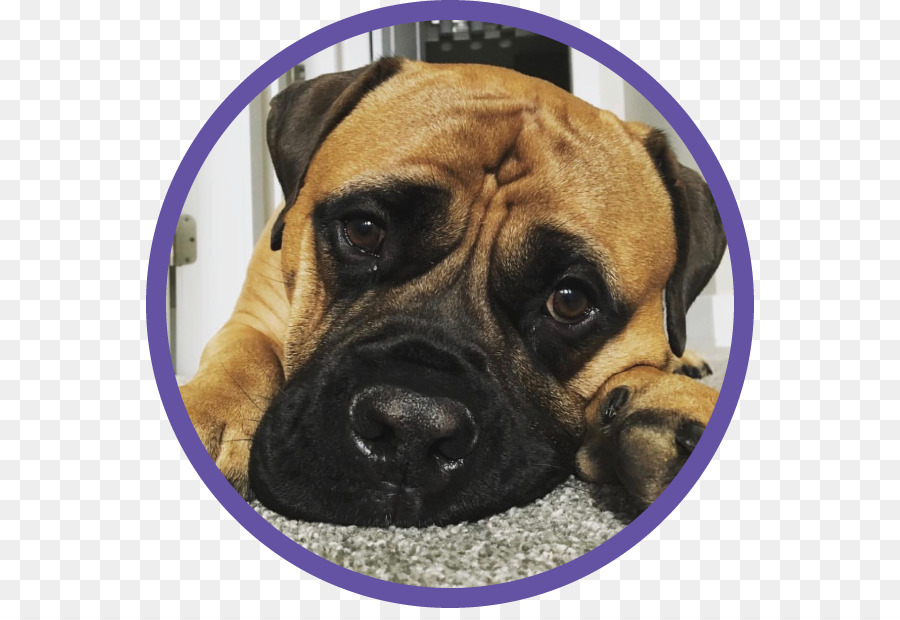 Raça Do Cão，Bullmastiff PNG