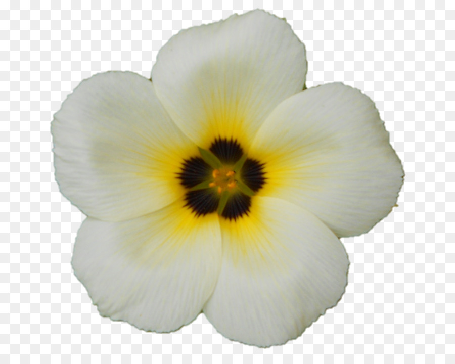 Flor Branca，Florescer PNG