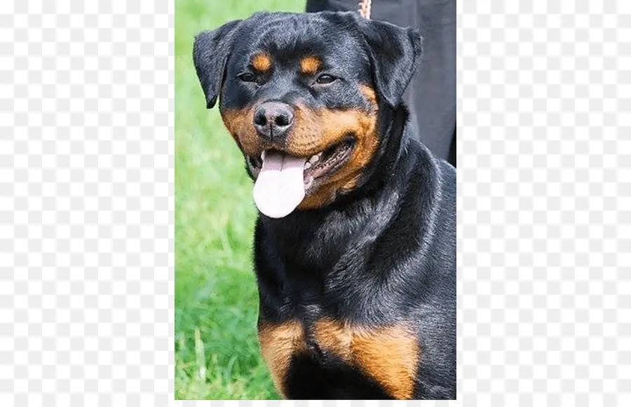 Rottweiler，Bicho De Estimação PNG