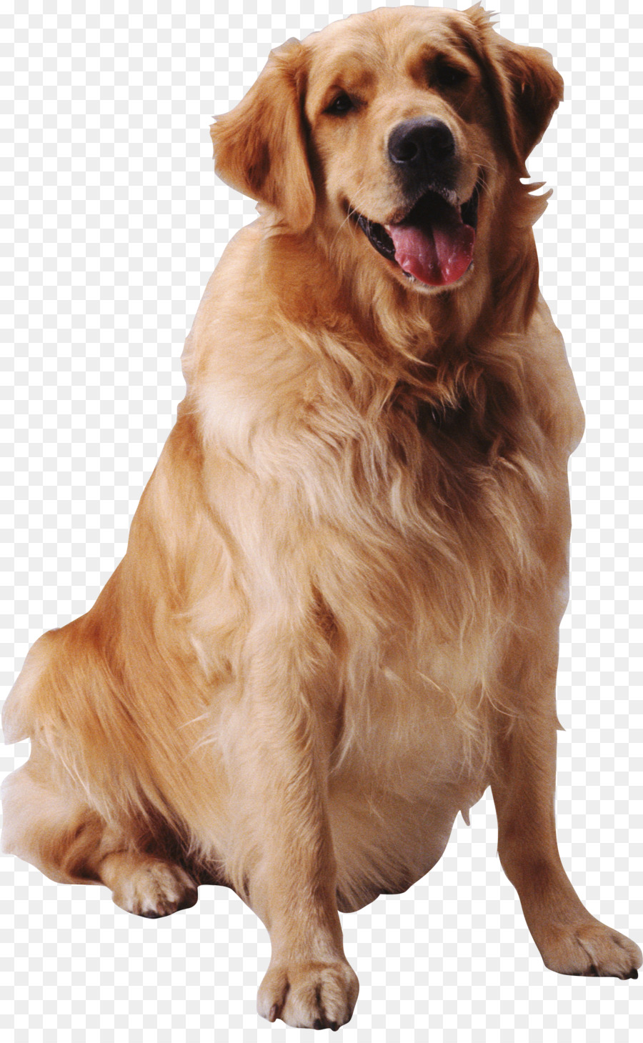 Cão，Animal De Estimação PNG