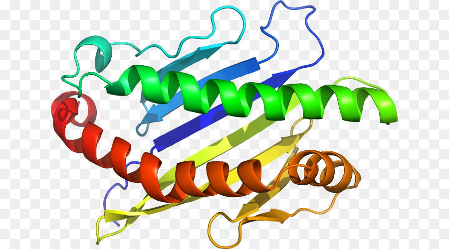 Estrutura Proteica，Biologia PNG