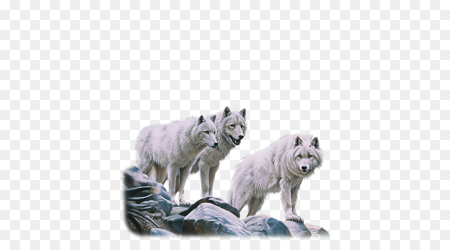 Tundra Lobo，Cão PNG