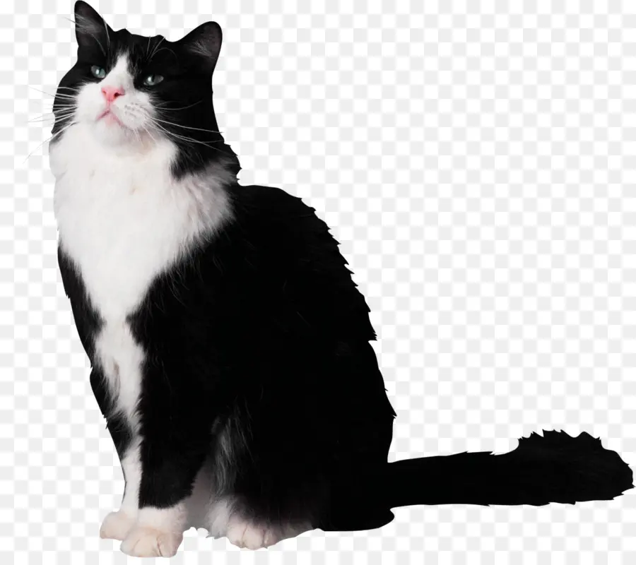 Gato Preto E Branco，Bicho De Estimação PNG