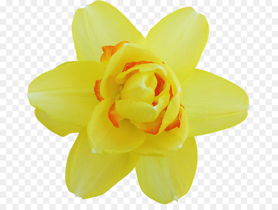 Narciso，Flores De Corte PNG