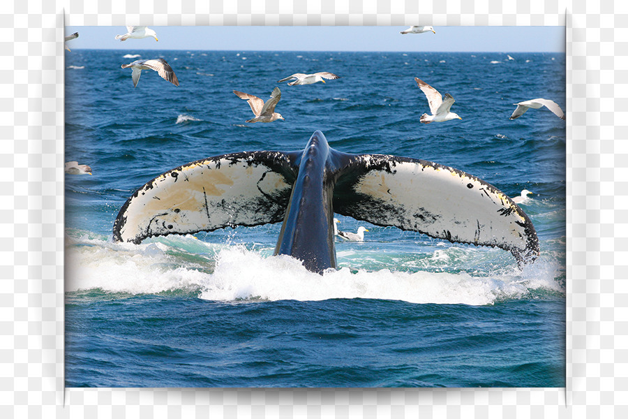 Baleia Jubarte，Transporte De água PNG