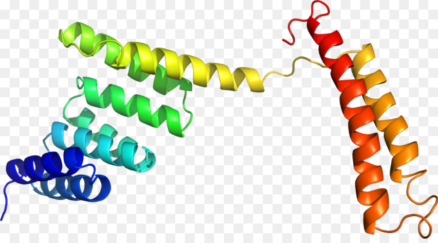 Estrutura Proteica，Biologia PNG