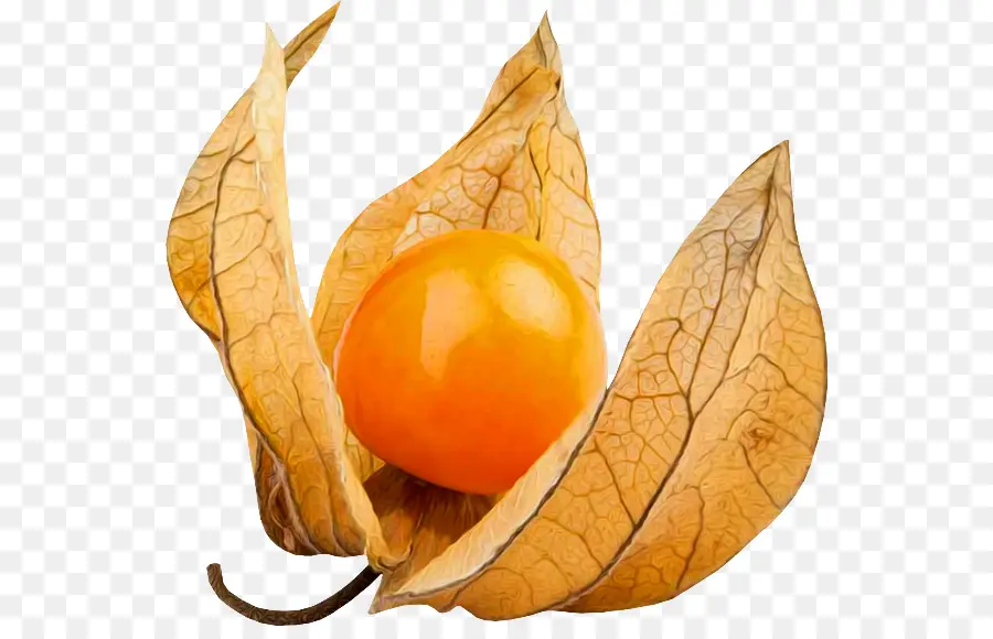 Physalis，Baga PNG