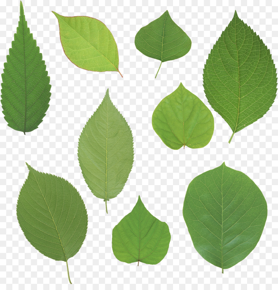 Folhas Verdes，Plantar PNG