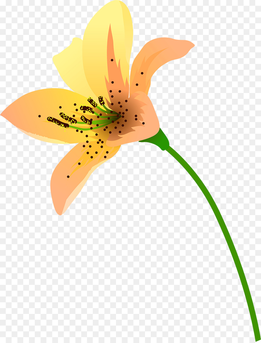 Closeup，A Floração Da Planta PNG