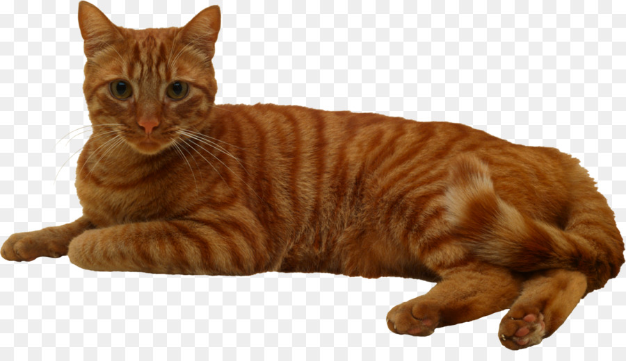 Gato Dormindo，Descansando PNG