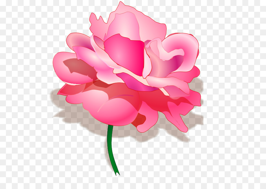 Flor Rosa，Florescer PNG