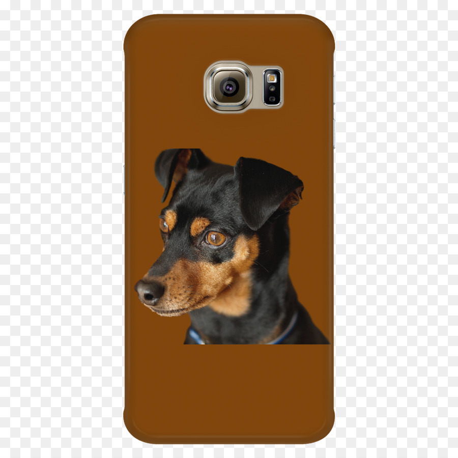 Pinscher Miniatura，Alemão Pinscher PNG