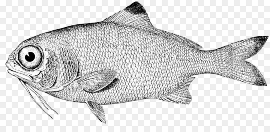 Peixe，Preto E Branco PNG