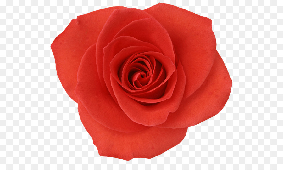 Rosas，Vermelho PNG