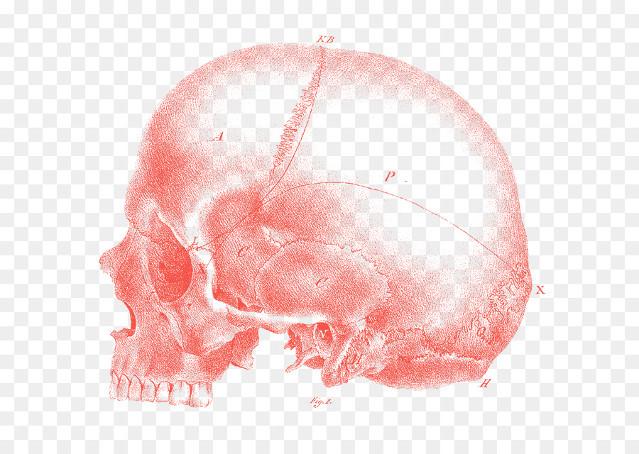 Phrenology，Ciência PNG