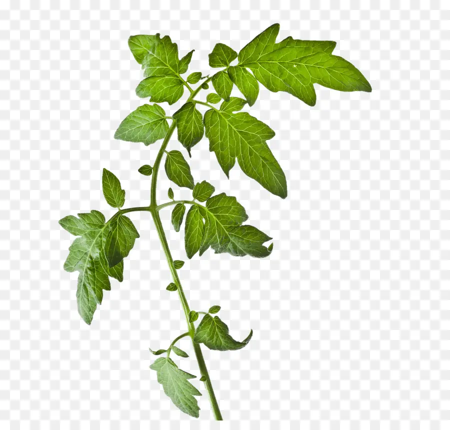 Tomate，Planta PNG